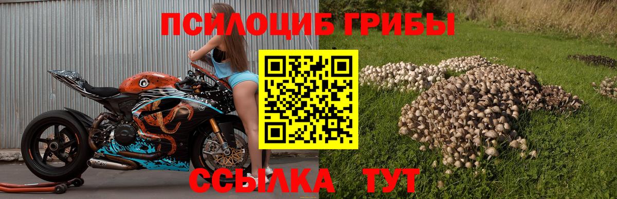 Псилоцибиновые грибы GOLDEN TEACHER  Вход с VPN  Саратов 